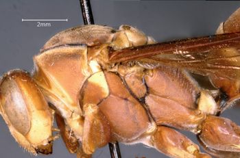 Media type: image;   Entomology 33141 Aspect: thorax lateral